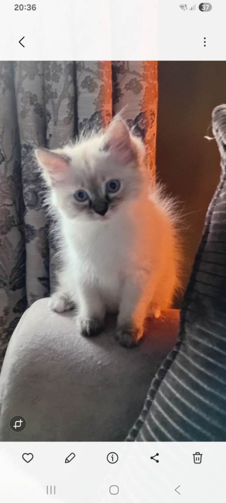 Ragdoll kittens 1 female left, blue point lynx ,shes our last one to go such a adorable kitten. 