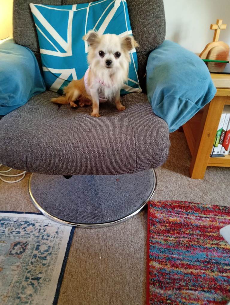 Sassy Chihuahua looking for love!