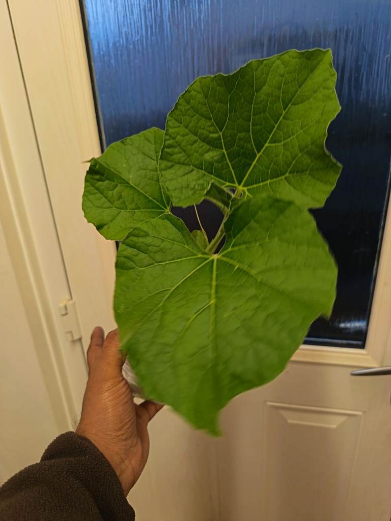 Bangladeshi bottle gourd plant