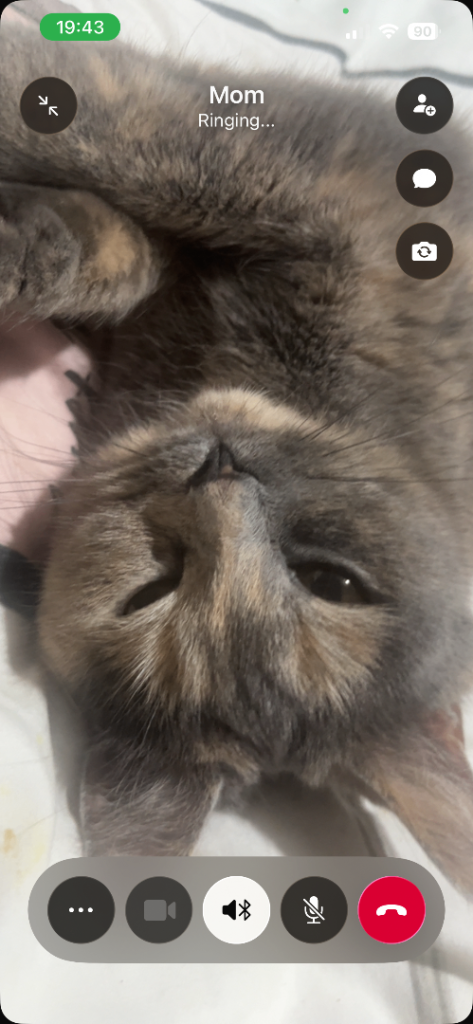 Tortie female British shorthair 