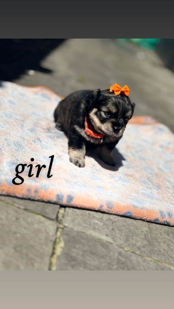 PUPPIES FOR SALE 