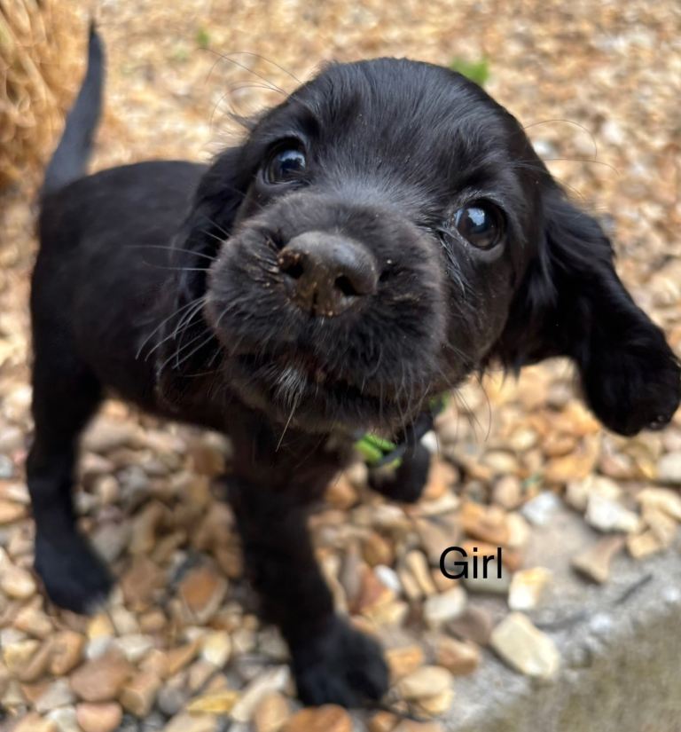 Cocker spaniel puppies 