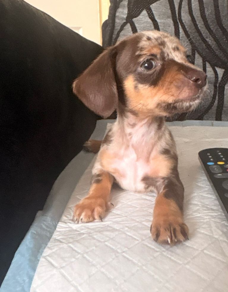 *READY NOW*Chiweenie puppies miniature dachshund x chihuahua chocolate dapple/merle 