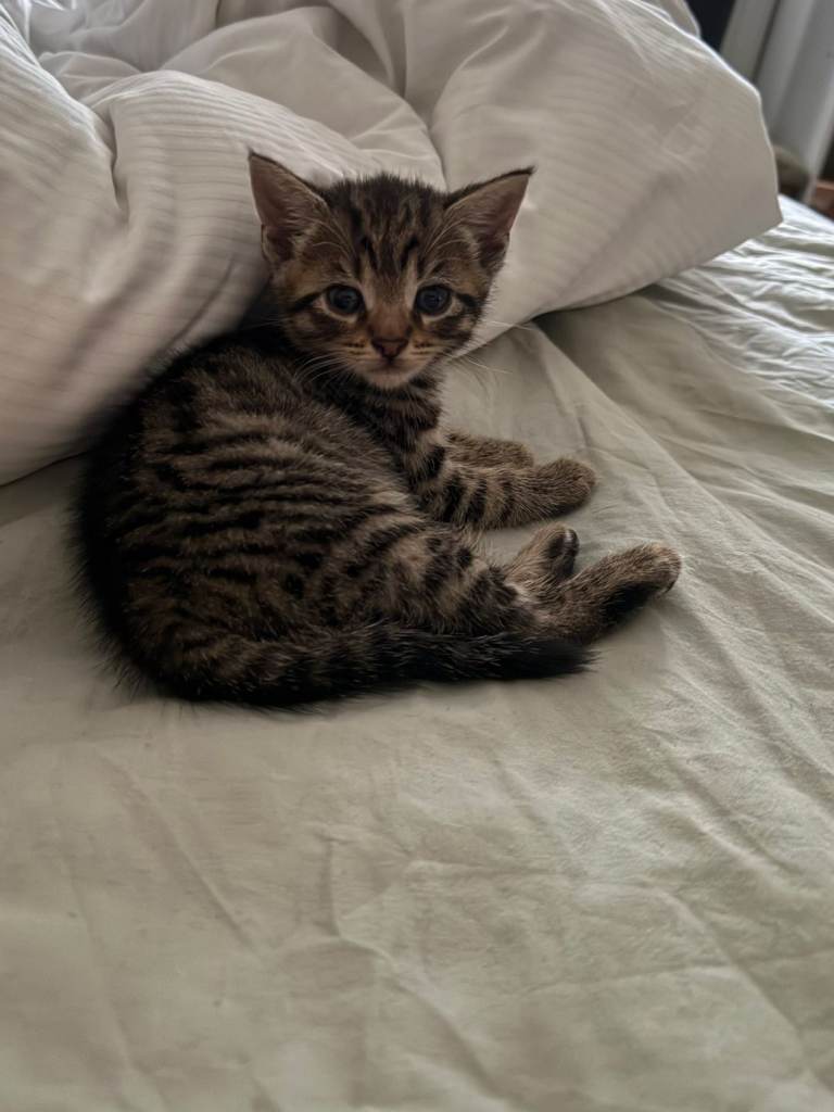 5 lovely beautiful kittens for sale