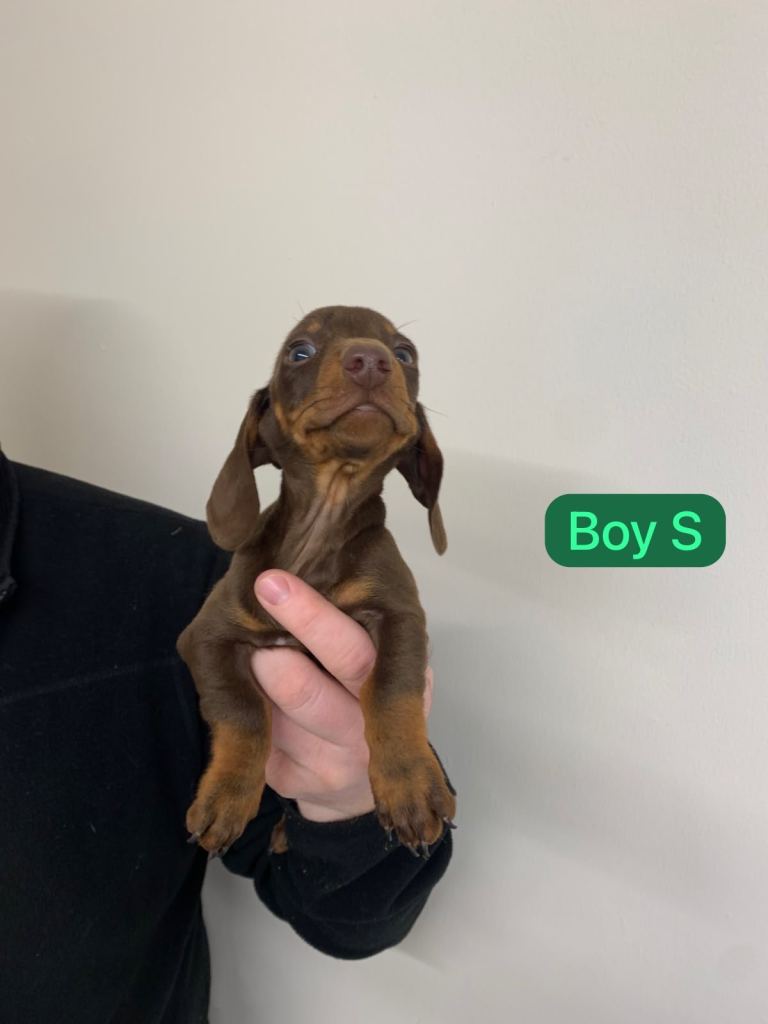 Dachshund