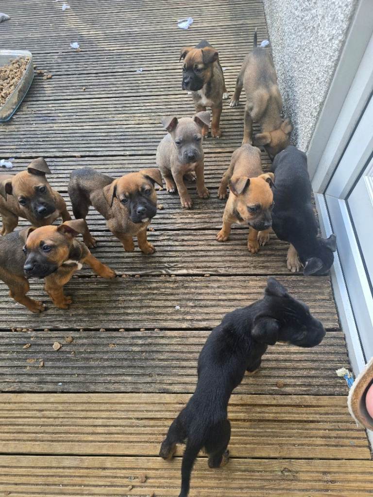 Pupies