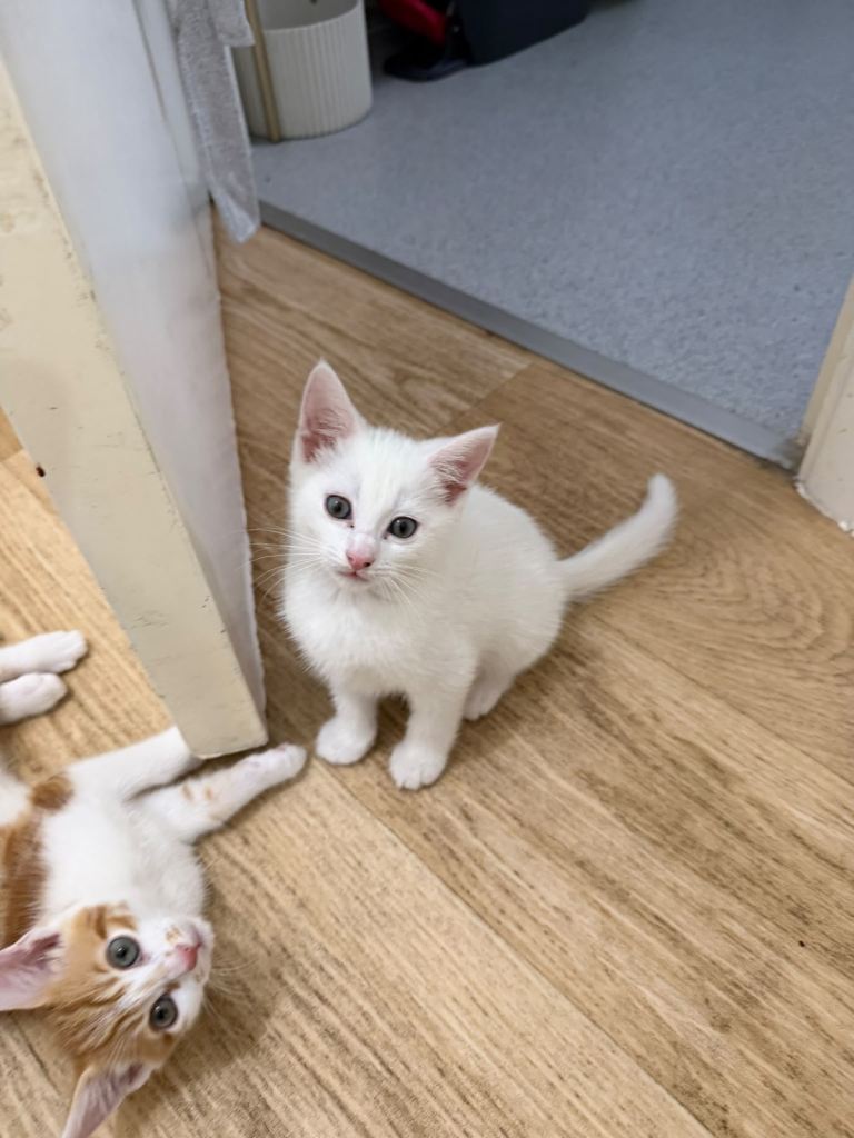 Pure white Kitten for sale 8 weeks old ready to go to loving home 