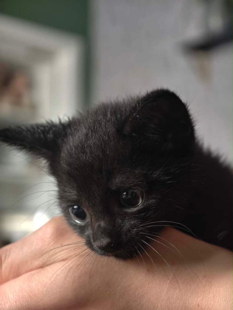 Adorable Black Male Kitten – 8 Weeks Old