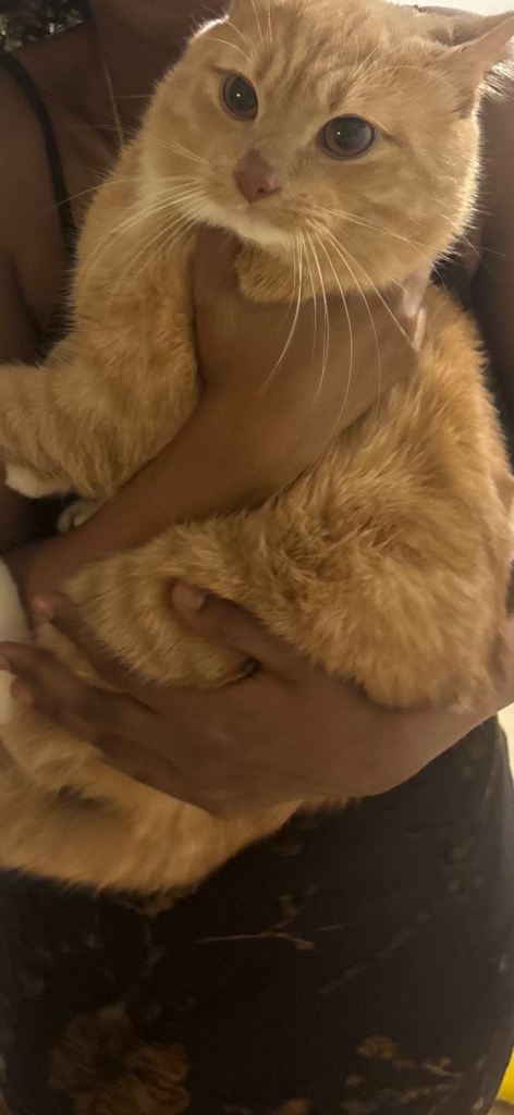 Cream tuxedo cat for sale 
