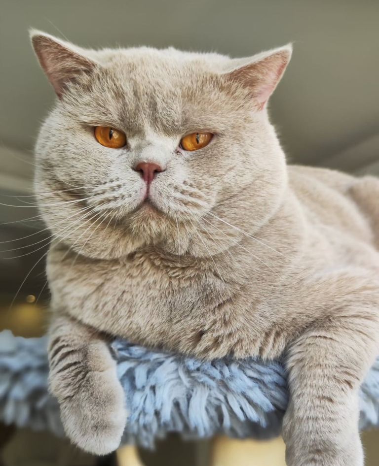 Stunning Male Lilac British Shorthair Kitten