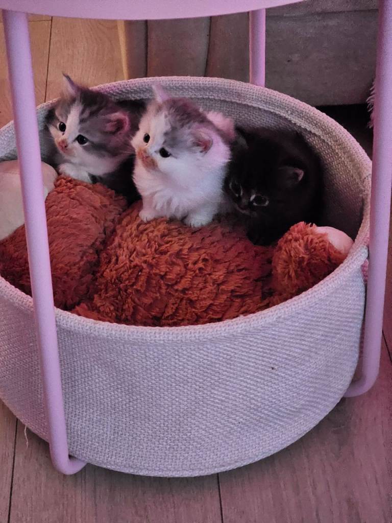 Pretty Persian cross kittens