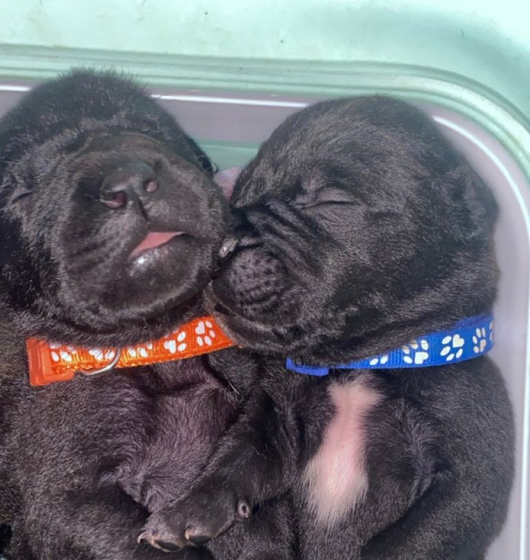 Beautiful Italian daniff pups