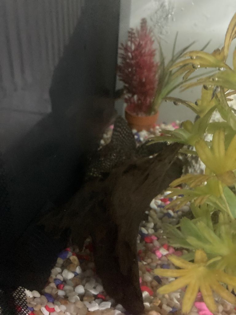 Fish tank and storage cupboard 