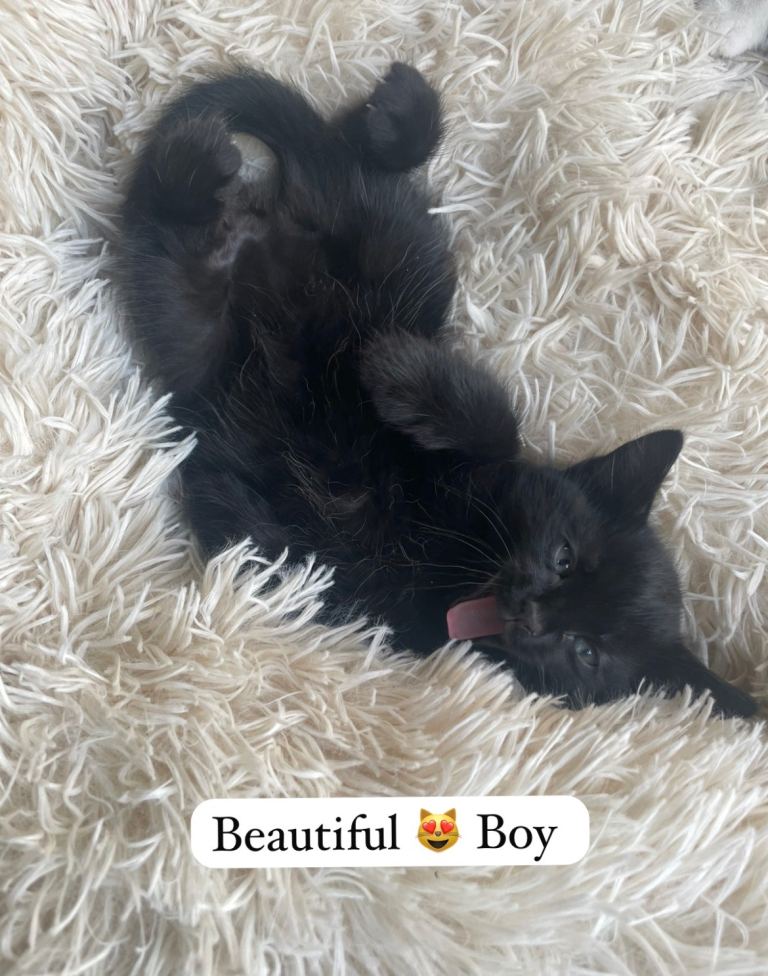 Beautiful Bengal x kittens 