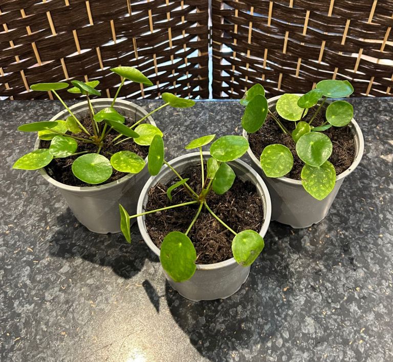 Chinese money plants (£3 each)