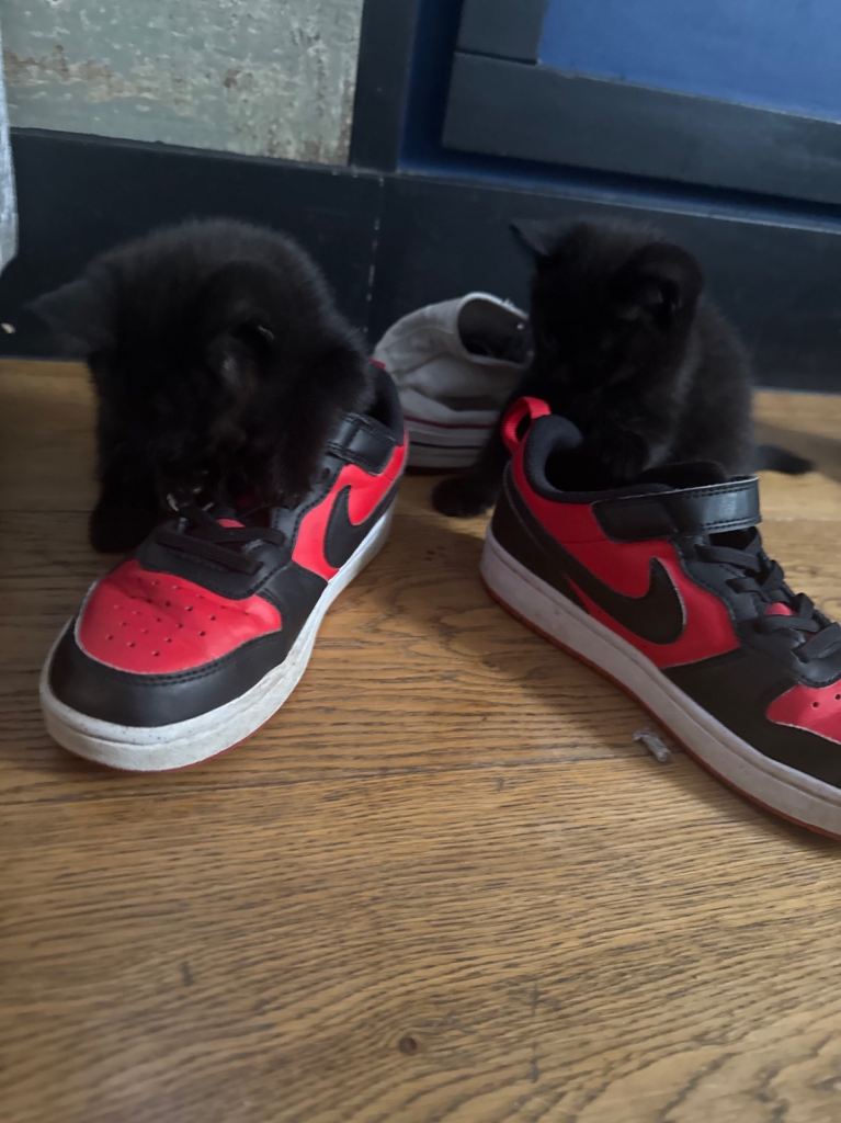 Ready to go Beautiful x2 BLACK British Blue cross kittens for sale 