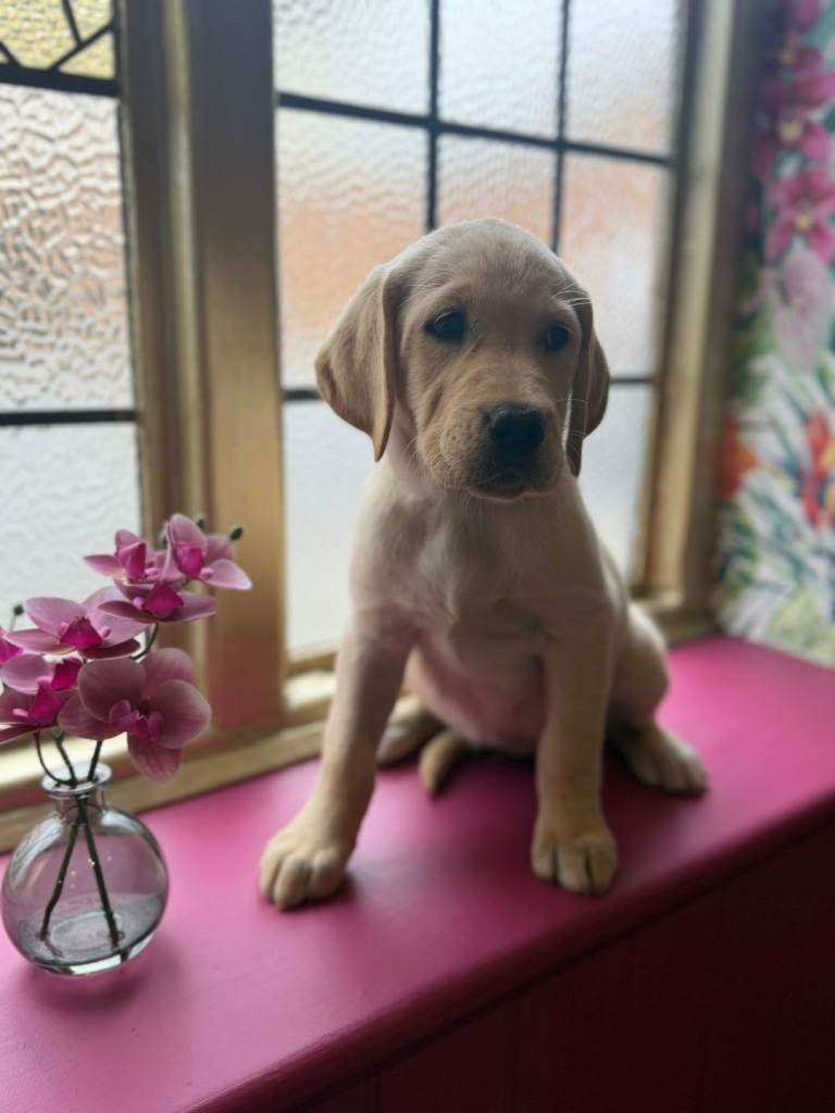5 beautiful labrador puppies looking for their forever home 
