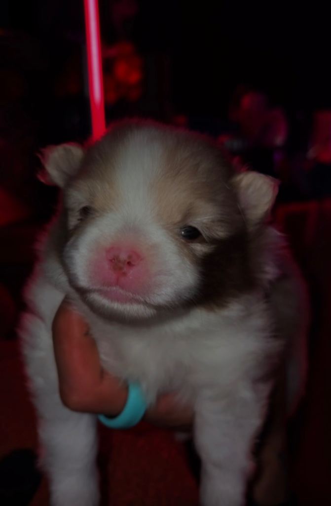 Two beautiful Sable chocolate Pomeranians boys 