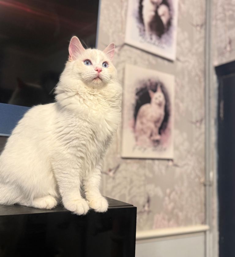 Stunning GCCF/TICA Registered Red Colourpoint Boy Ready Now 