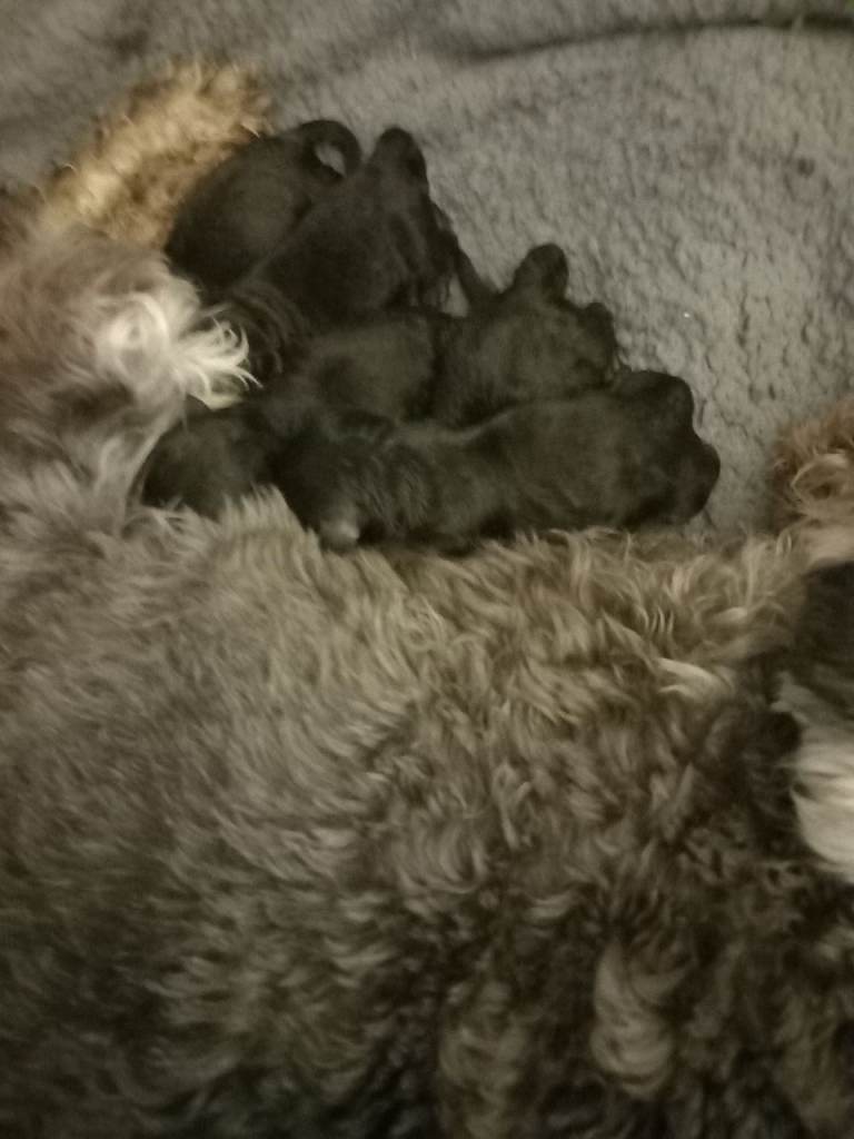 TOY SHNOODLES READY 21ST DEC