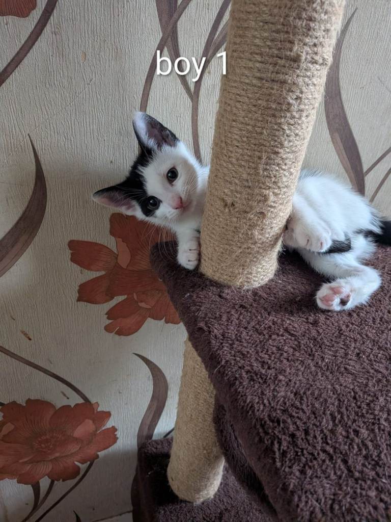 Cute kittens for sale 3 boys 2 girls 