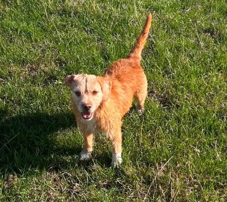 Sandy CROSS-BRED TERRIER BEAGLE BITCH