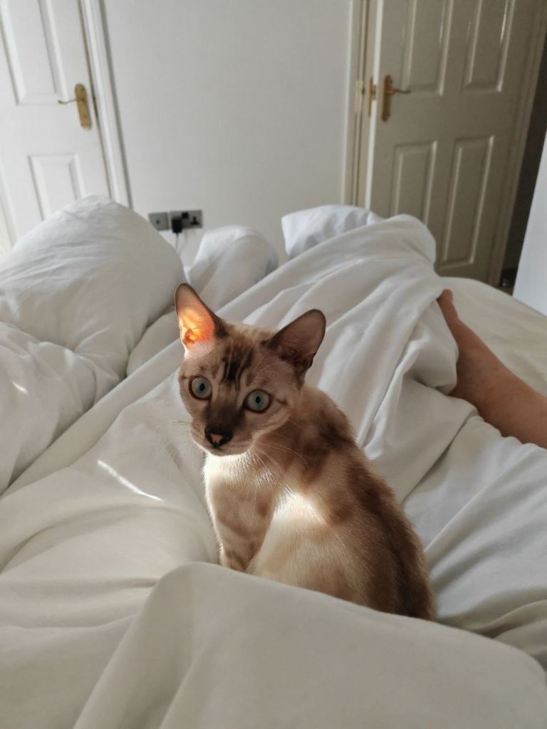 Bengal kitten for sale 
