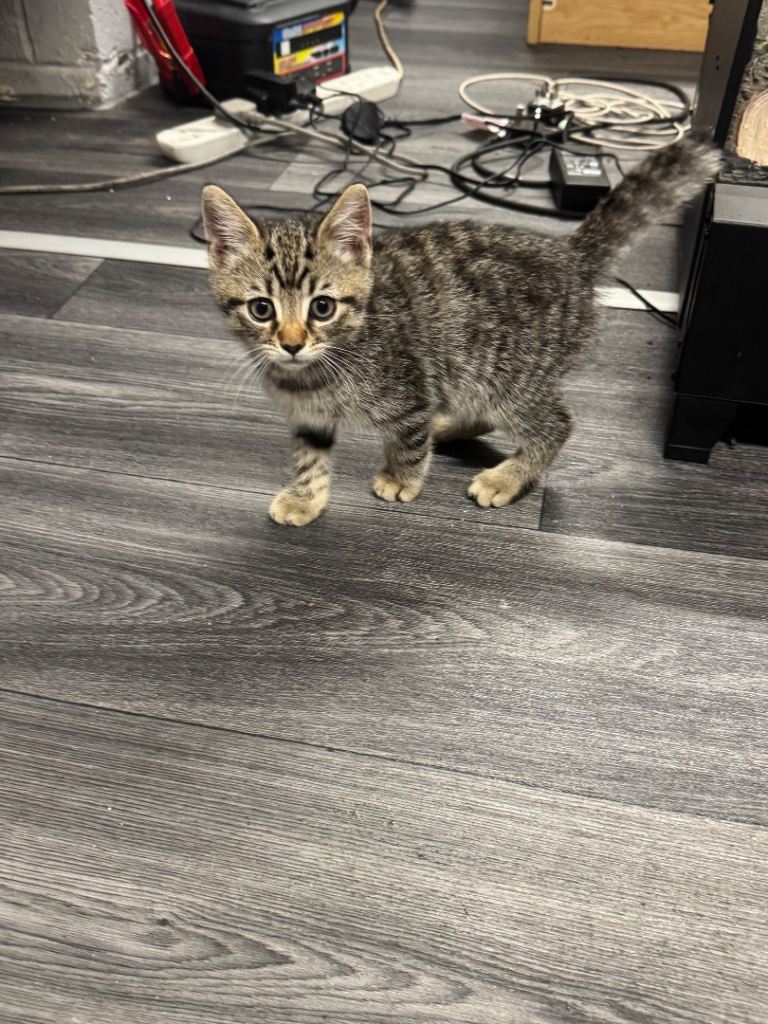 Kitten for sale