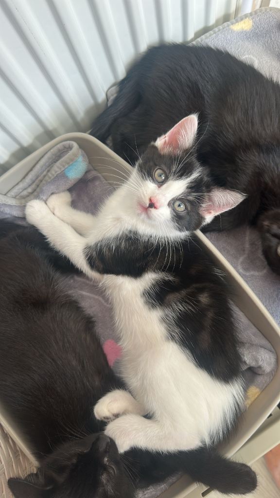 4 kittens available