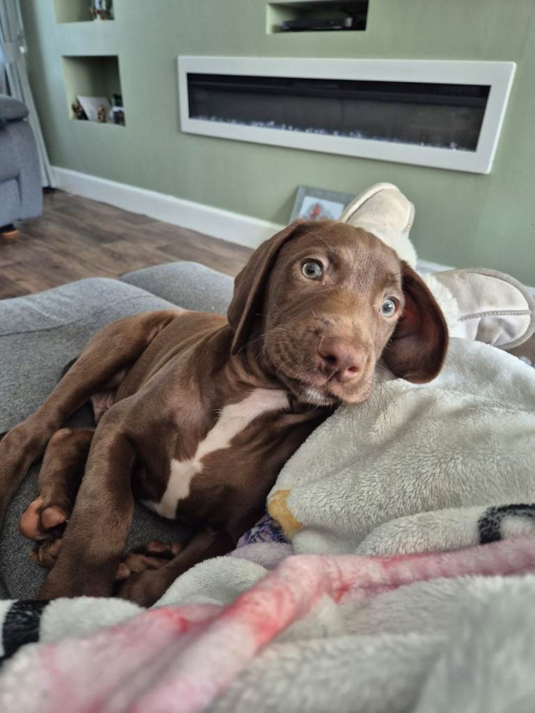 Puppy for sale