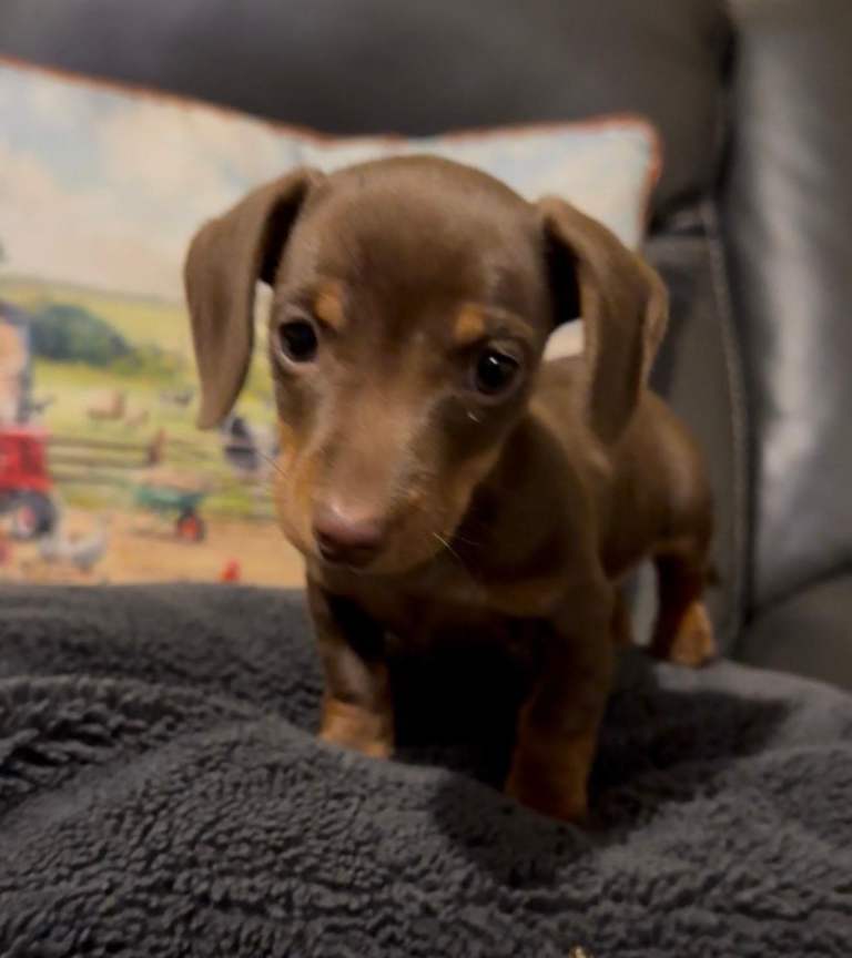 Miniature dachshund puppy 