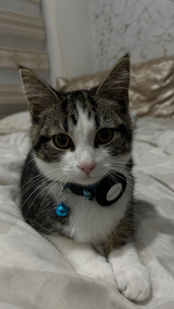 kiko the 6-month-old kitten