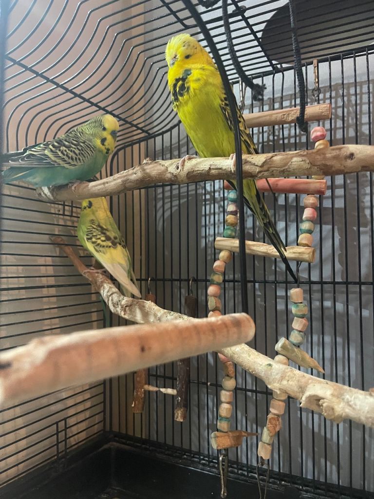 Friendly budgies looking for a loving home.