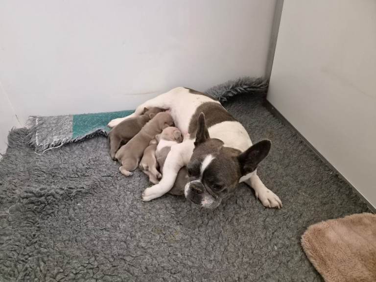 French Bulldog Kc Puppies 