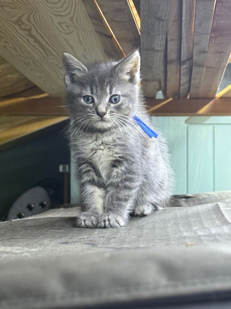 Mainecoon 