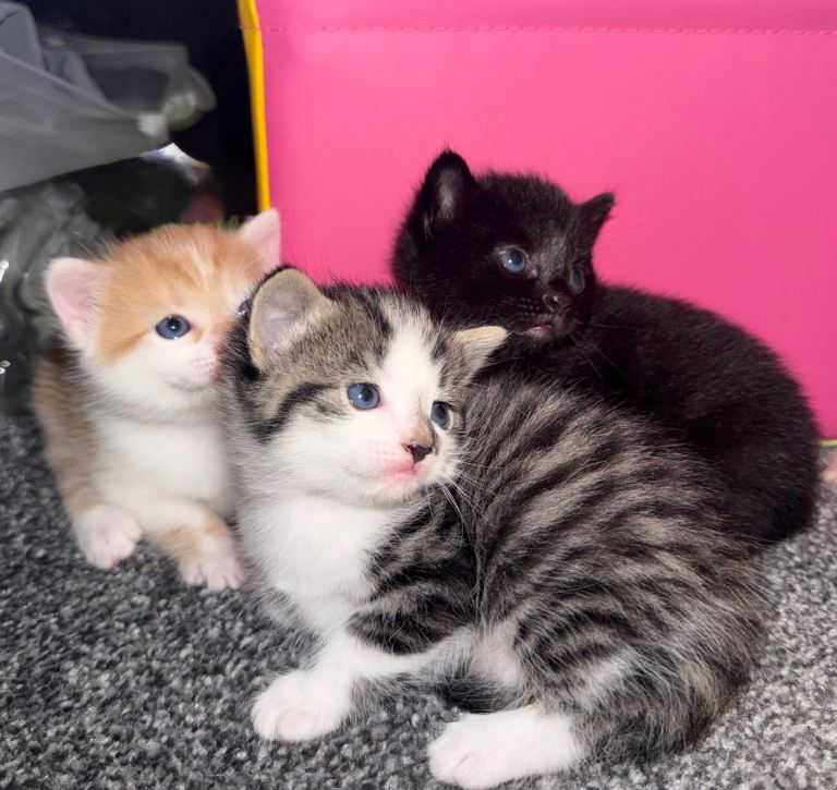 Kittens - Ragdoll cross 