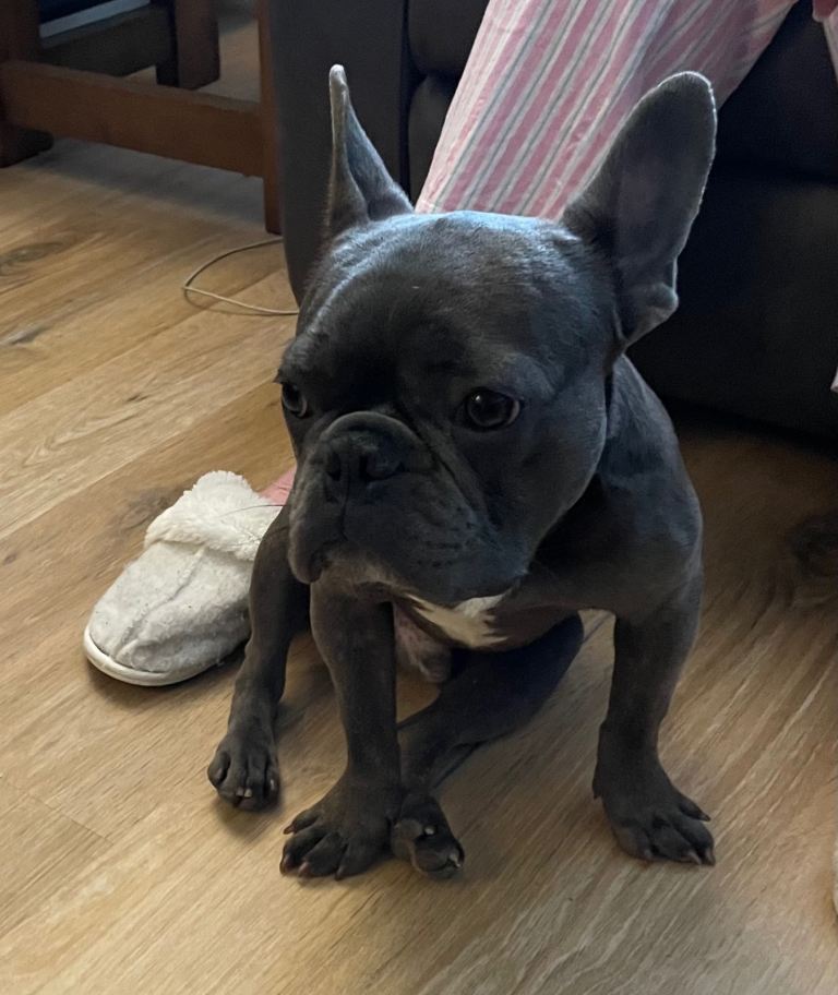 French Bulldog 