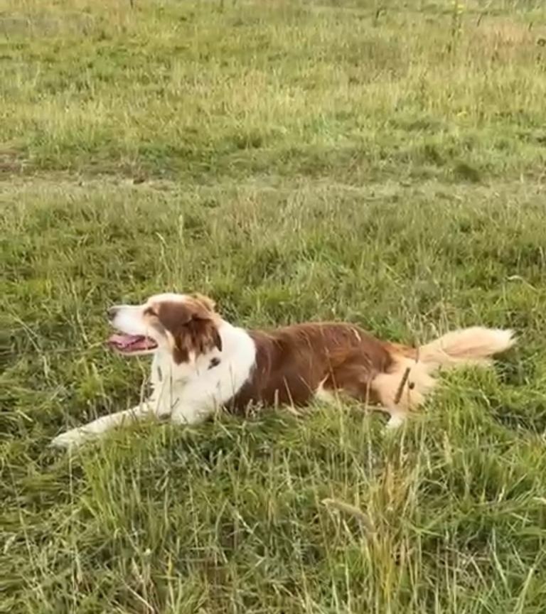Red Botder Collie