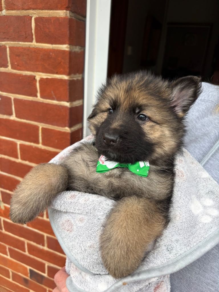 (2 boys remaining) Pure bred German Shepard puppies for sale 