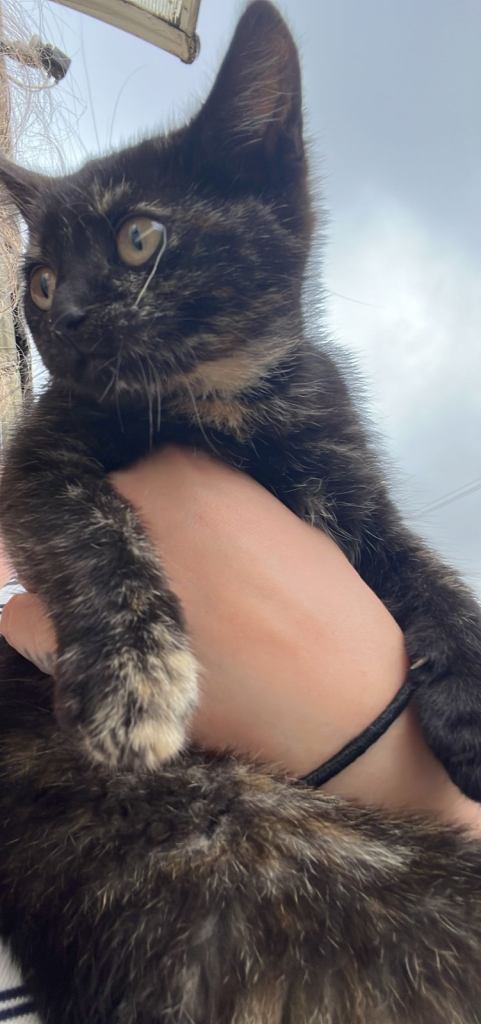 Black kitten 