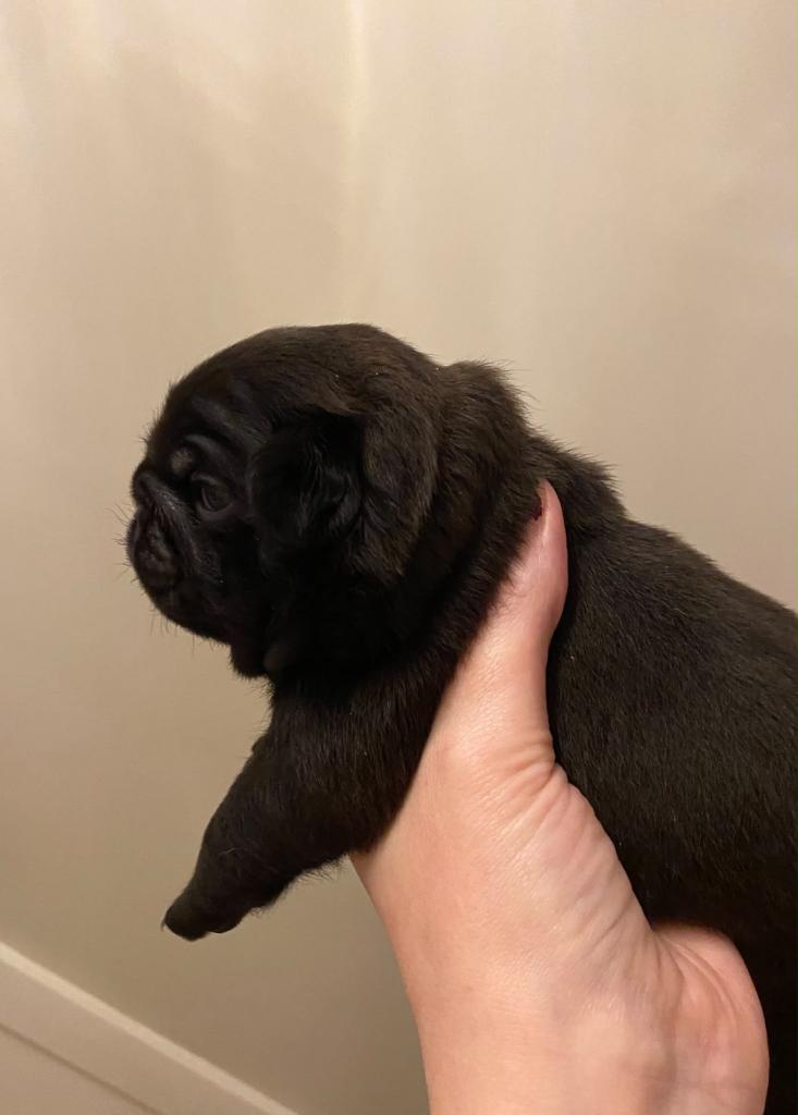 Pug Pups Traditional Type