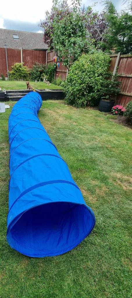 Dog tunnel 