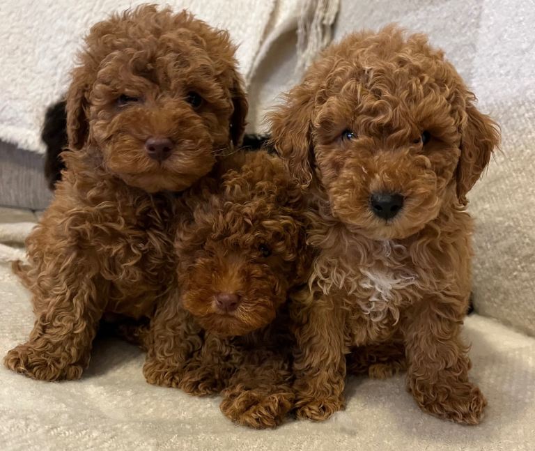 Miniature poodle puppies