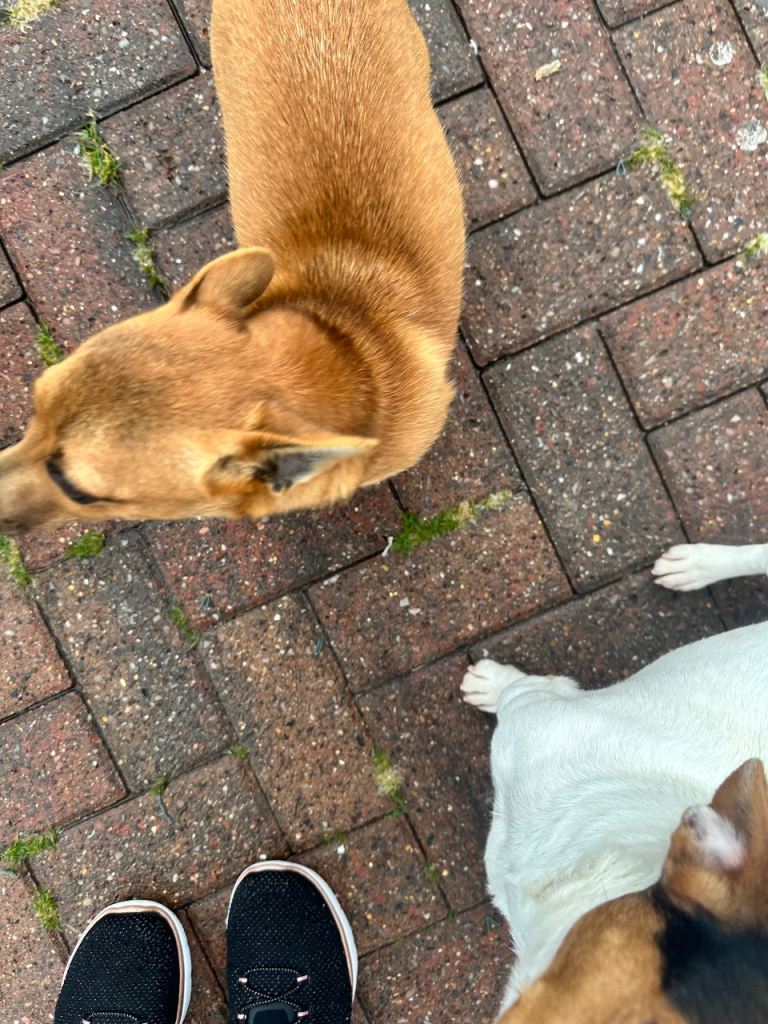 Cross between Chihuahua and Jack Russell