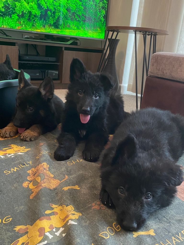 German shepherd puppies O.N.O