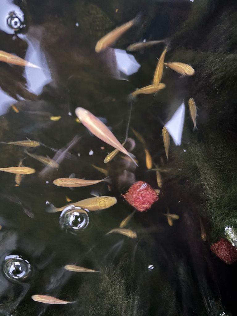 baby koi pond fish