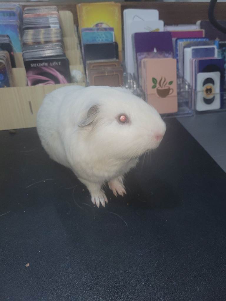 Male guinea pig 15 months plus accessories 