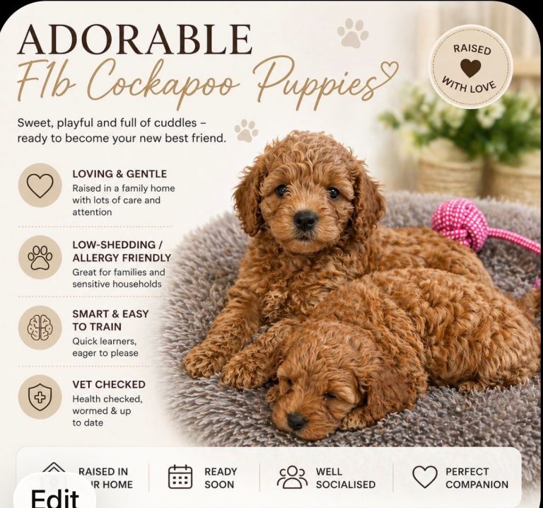 F1b Cockapoo Puppies 