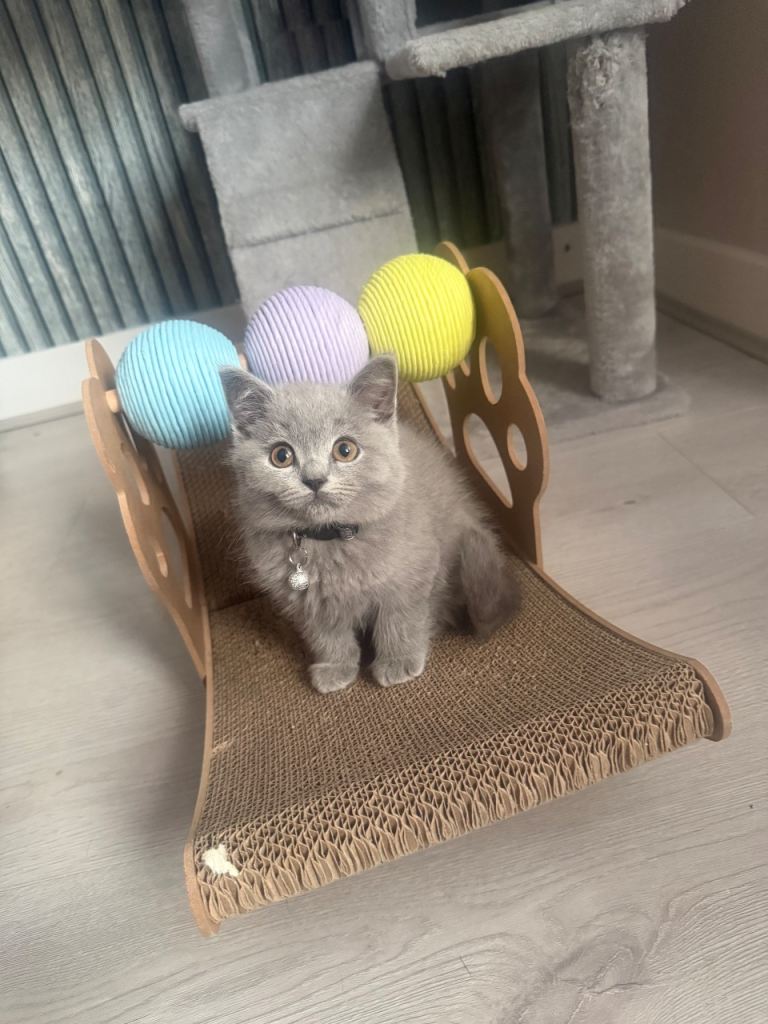 Beautiful British shorthair/longhair kittens looking for theirs forever homes 💙