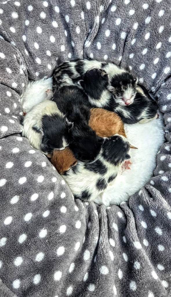 Georgous Kittens Looking For A New Home